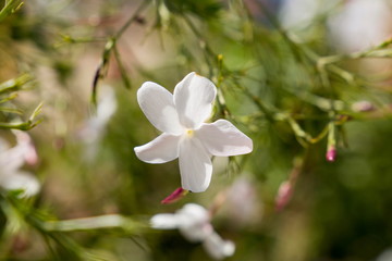 Jasmine  in garden Alicante Spain
