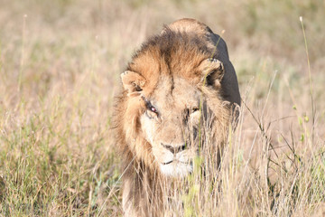 Fototapeta na wymiar Squint-eye lion