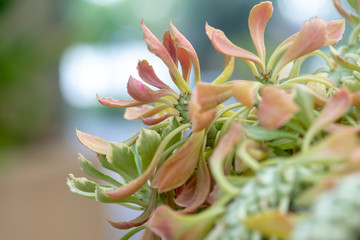 Fototapeta na wymiar Succulent plant. Euphorbia ritchiei 'Tricolor jade'
