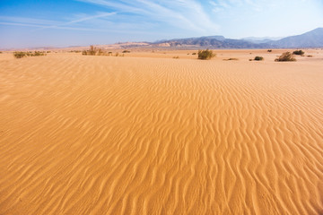 Sand Dune. Wadi Araba desert. Jordan