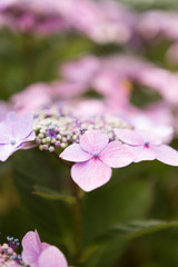 beautiful pink purple flowers in the gardens