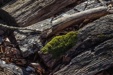 Mossy Tree