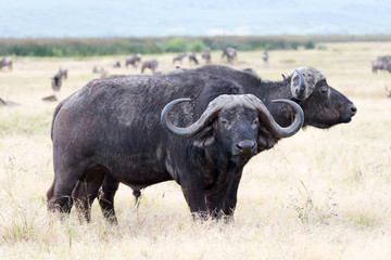 Obraz premium Buffalos