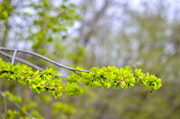 Young first leaves on a brunch on spring, green garden