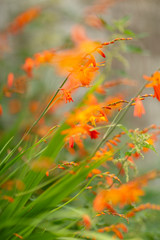 beautiful orange flowers in the gardens