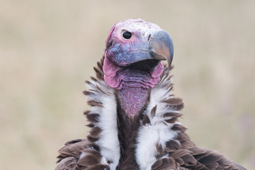Vulture
