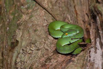 Green snake in rain forest,