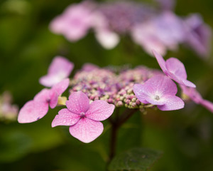 Obraz premium beautiful pink purple flowers in the gardens