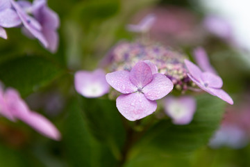 beautiful pink purple flowers in the gardens