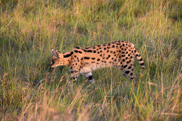 Stunning and reclusive, wild Serval cat walking through grass in the Masai Mara Game Reserve, Kenya, Africa