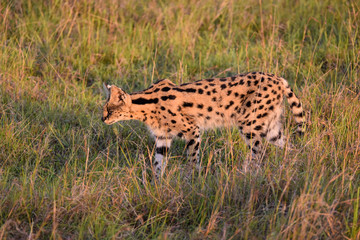Stunning and reclusive, wild Serval cat walking through grass in the Masai Mara Game Reserve, Kenya, Africa