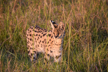 Stunning and reclusive, wild Serval cat walking through grass in the Masai Mara Game Reserve, Kenya, Africa