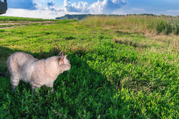 Shorthaired cat on green grass. Portrait cute cat. Sunny day. Copy space