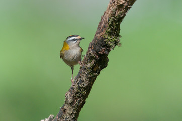 Sommergoldhähnchen
