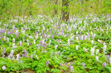 Scenic magical spring forest background of violet and white hollowroot Corydalis cava early spring wild flowers in bloom
