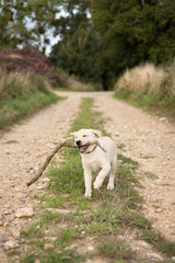labrador dog running with stick