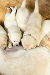 Labrador puppies drinking by mother