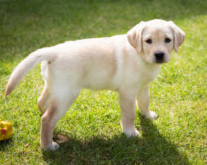 labrador puppy on green grass