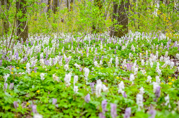 Scenic magical spring forest background of violet and white hollowroot Corydalis cava early spring wild flowers in bloom