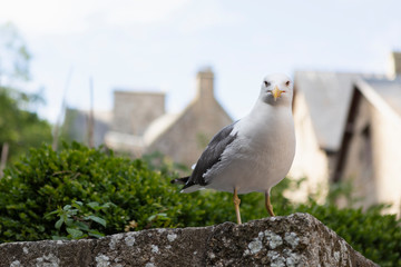 seagull on wall