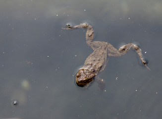 frog swimming in water