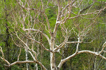 新緑の白樺