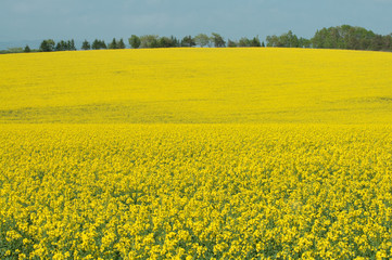 Obraz premium 菜の花畑