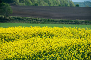 春、菜の花