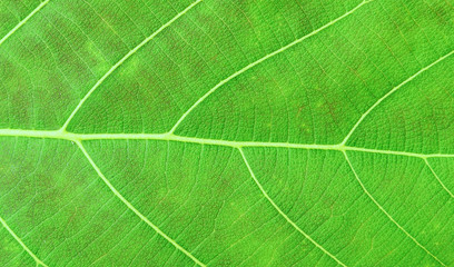 close up of green leaf texture background