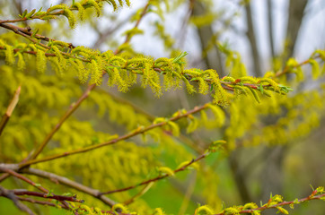 Blooming willow tree branch at blue sky background. Soft focus closeup.