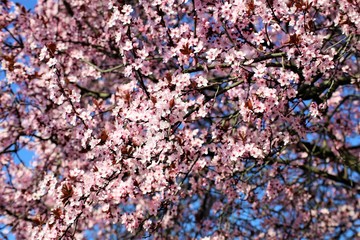 An Image of a tree