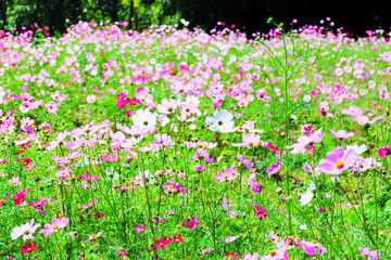 Landscape spring flower field pink and white cosmos flower blooming in the colorful garden