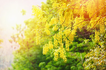 Golden Shower Tree in the summer / Cassia fistula