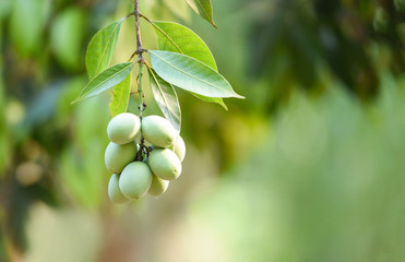 plum mango tropical fruit on tree in the summer