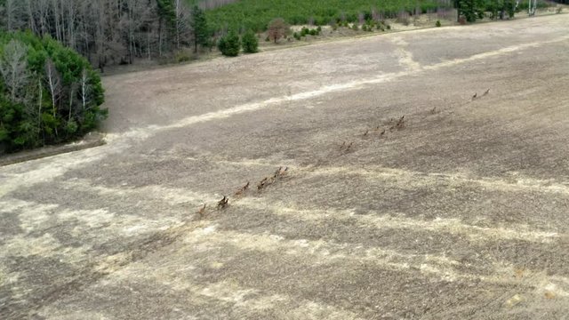 Herd of Deers runing on field, aerial view. Flight over wild animals. Wildlife from above