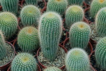 Obraz premium Cactus is a perennial shrub.
