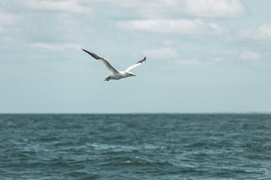 Basst&ouml;lpel im Flug