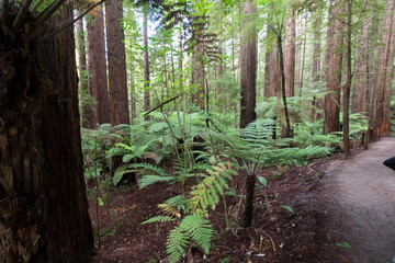 Amazing views of trees in the forests of New Zealand