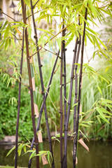 Obraz premium Black bamboo tree natural growing in the garden park