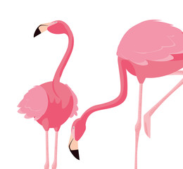 elegant flamingo birds couple