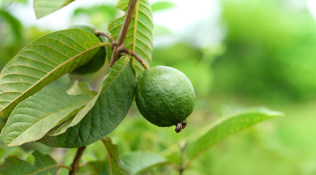 Green guava fruit on the tree in the tropical  fruit garden