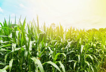 Green corn field growing up in the plantation crop corn farming agriculture