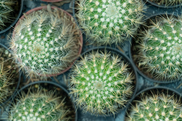 Cactus is a perennial shrub.