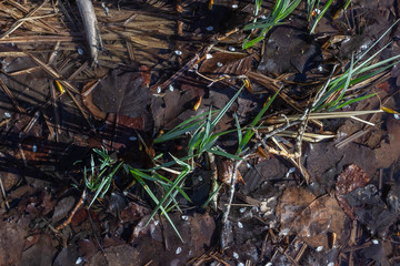 Watery ground