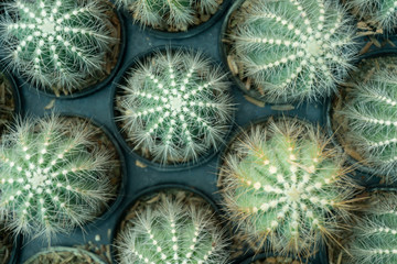 Fototapeta premium Cactus is a perennial shrub.