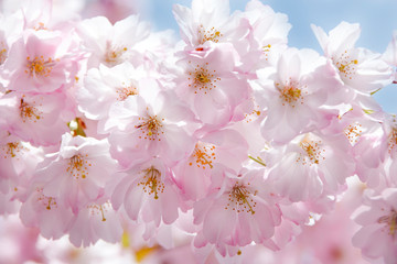 Beautiful cherry blossoms.