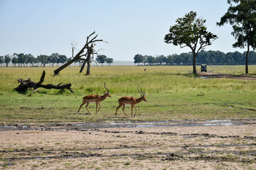 A pair of male impala walking near a treeline in the Masai Mara, Kenya, Africa