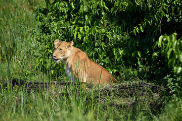 A lioness sitting, looking over a fallen tree in the Masai Mara National Game Park, Kenya, Africa.