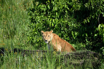 Fototapeta na wymiar A lioness sitting, looking over a fallen tree in the Masai Mara National Game Park, Kenya, Africa.