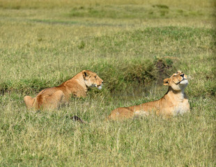 Fototapeta na wymiar A pair of female lions, lying in grass at the Masai Mara National Game reserve, Kenya, Africa.